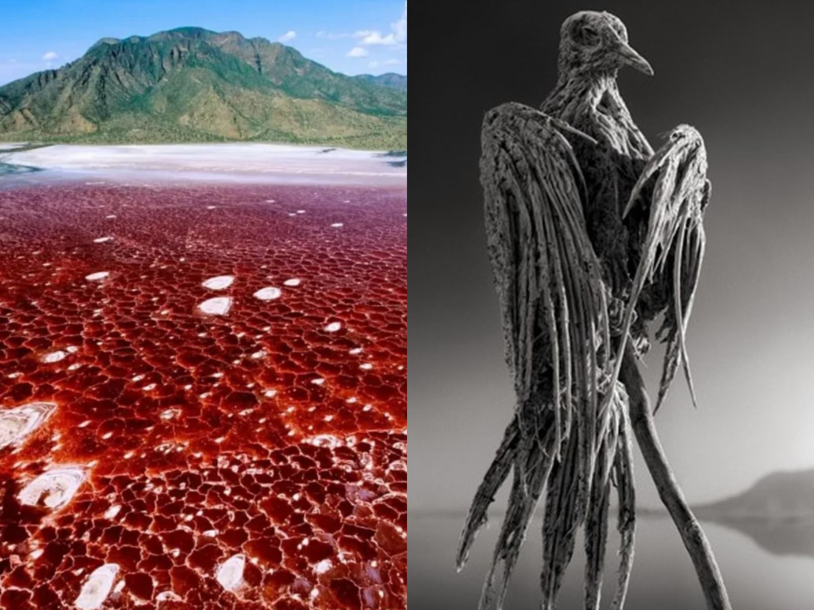 λίμνη Natron-μετατρέπει-σε-πέτρα-όποιο-ζώο-την-ακουμπήσει-