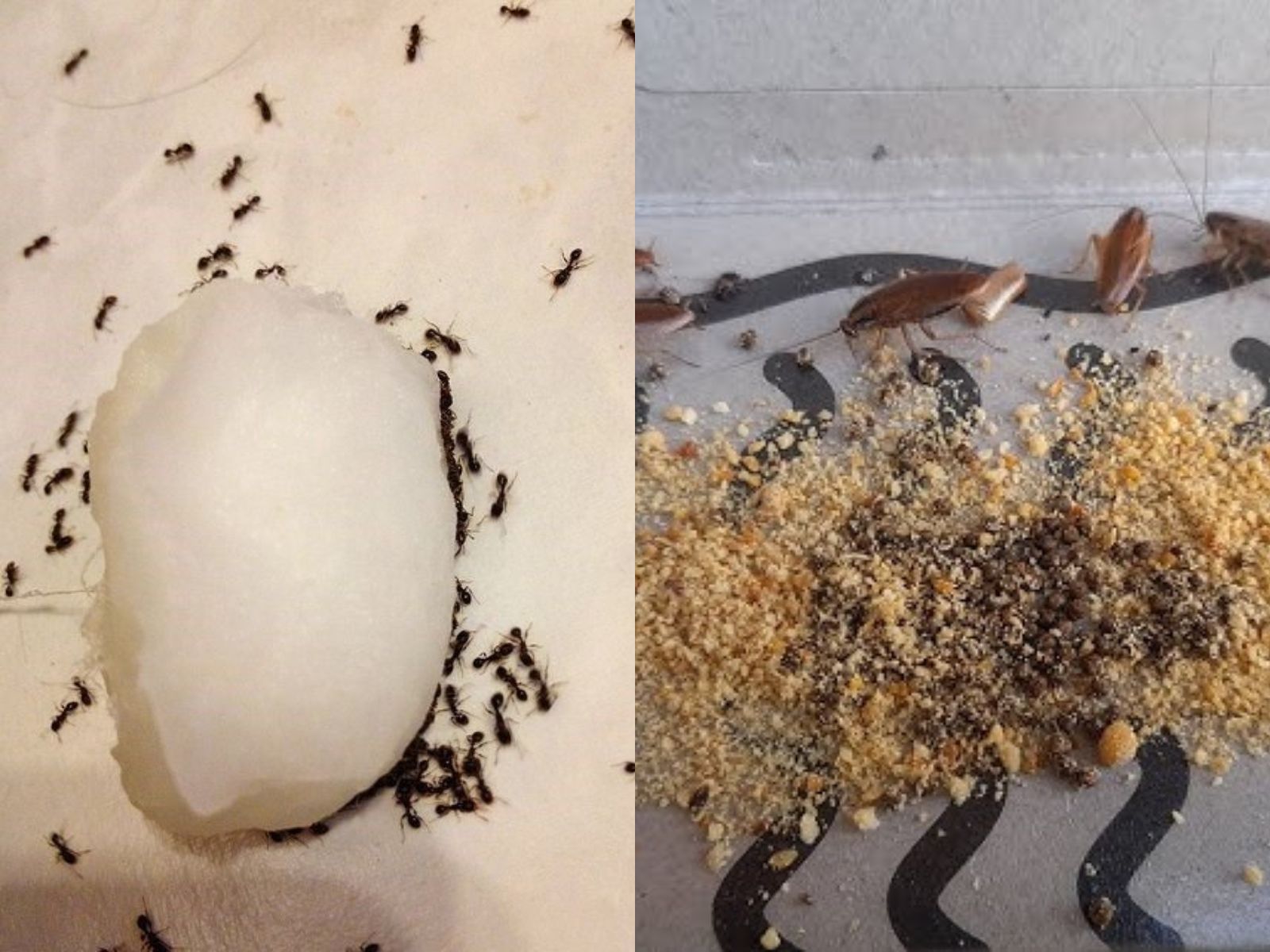 Βόρακας : Τα 4+1 παράσιτα που εξουδετερώνει στο λεπτό