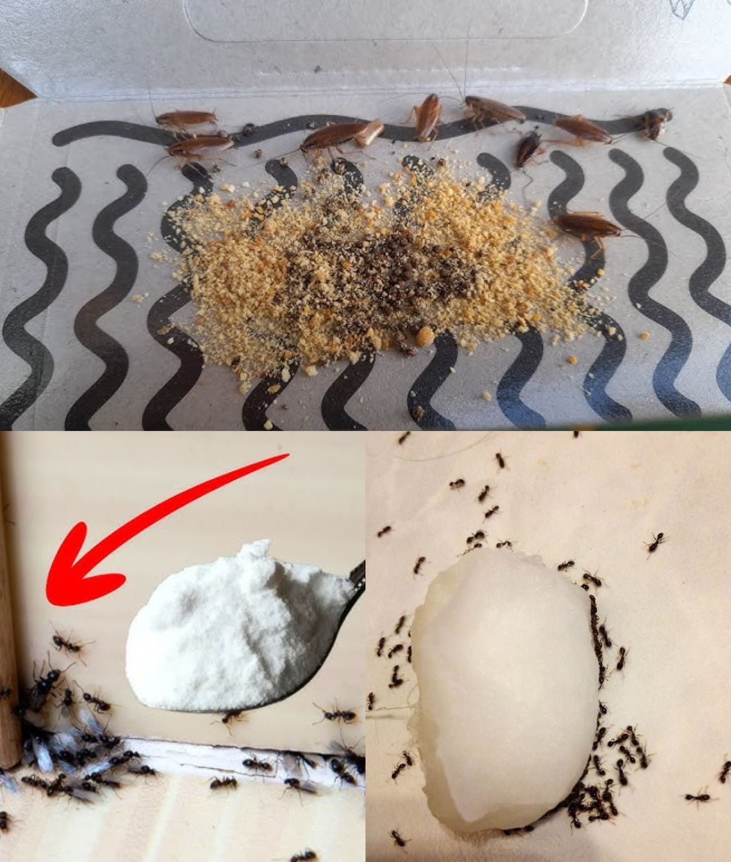 Βόρακας : Τα 4+1 παράσιτα που εξουδετερώνει στο λεπτό