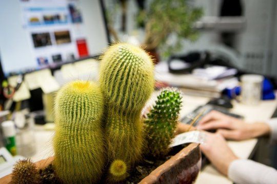 Πετάξτε το γρήγορα- Αυτό είναι το πιο γρουσούζικο φυτό – Γεμίζει τα σπίτια αρνητική ενέργεια