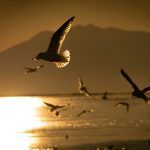 Αυτά τα μεταναστευτικά ζώα απειλούνται με εξαφάνιση εξαιτίας της κλιματικής αλλαγής