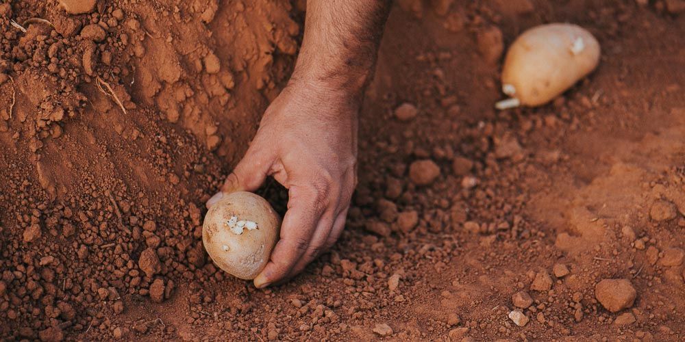 10-τρόφιμα-που-αναγεννώνται-από-τα-σκουπίδια 10-τρόφιμα-που-αναγεννώνται-από-τα-σκουπίδια