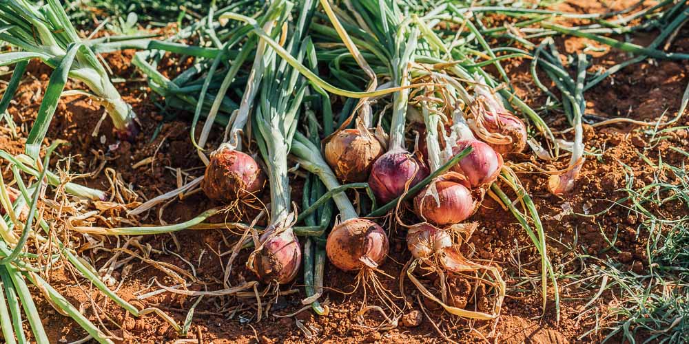 10-τρόφιμα-που-αναγεννώνται-από-τα-σκουπίδια 10-τρόφιμα-που-αναγεννώνται-από-τα-σκουπίδια