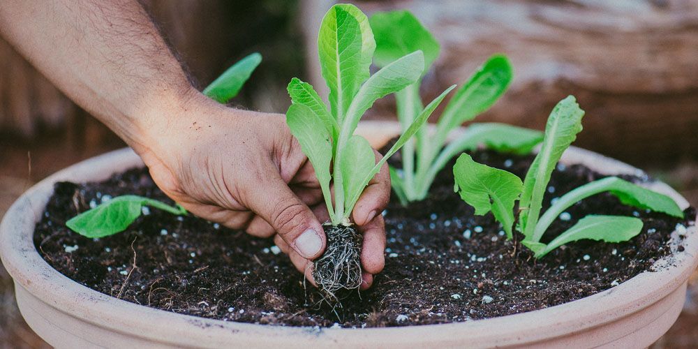 10-τρόφιμα-που-αναγεννώνται-από-τα-σκουπίδια 10-τρόφιμα-που-αναγεννώνται-από-τα-σκουπίδια