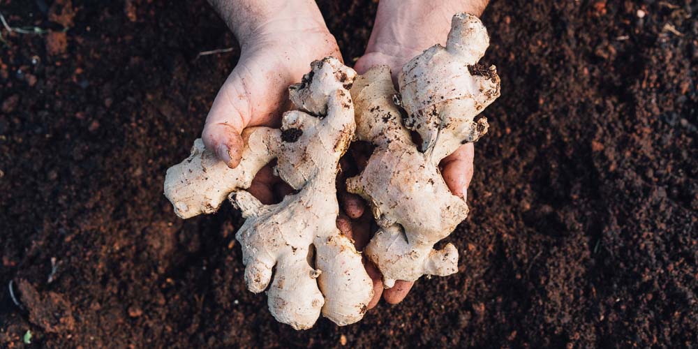 10-τρόφιμα-που-αναγεννώνται-από-τα-σκουπίδια 10-τρόφιμα-που-αναγεννώνται-από-τα-σκουπίδια