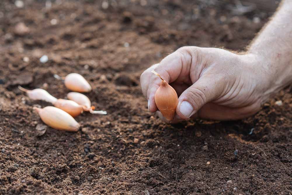 10-τρόφιμα-που-αναγεννώνται-από-τα-σκουπίδια 10-τρόφιμα-που-αναγεννώνται-από-τα-σκουπίδια