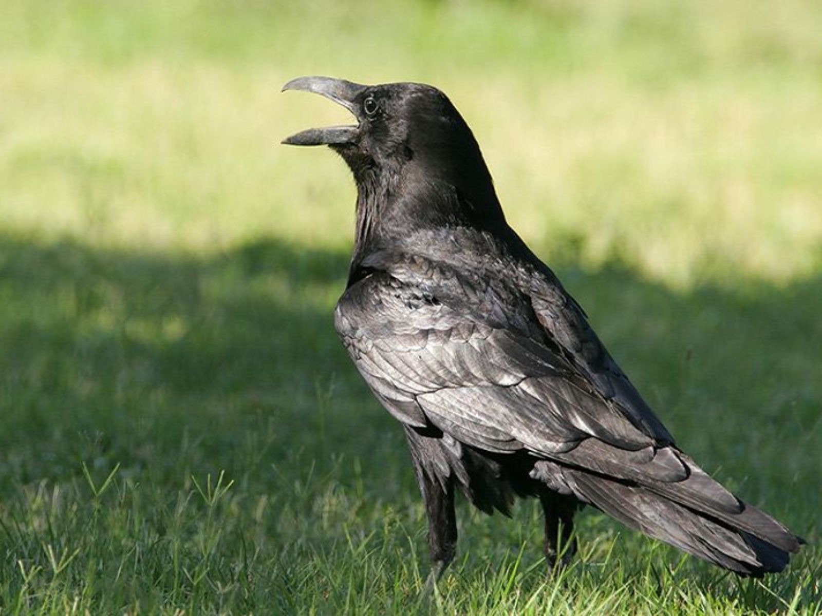 “Κοράκιασα από τη δίψα”: Τί σημαίνει η πασίγνωστη φράση και από που προέρχεται