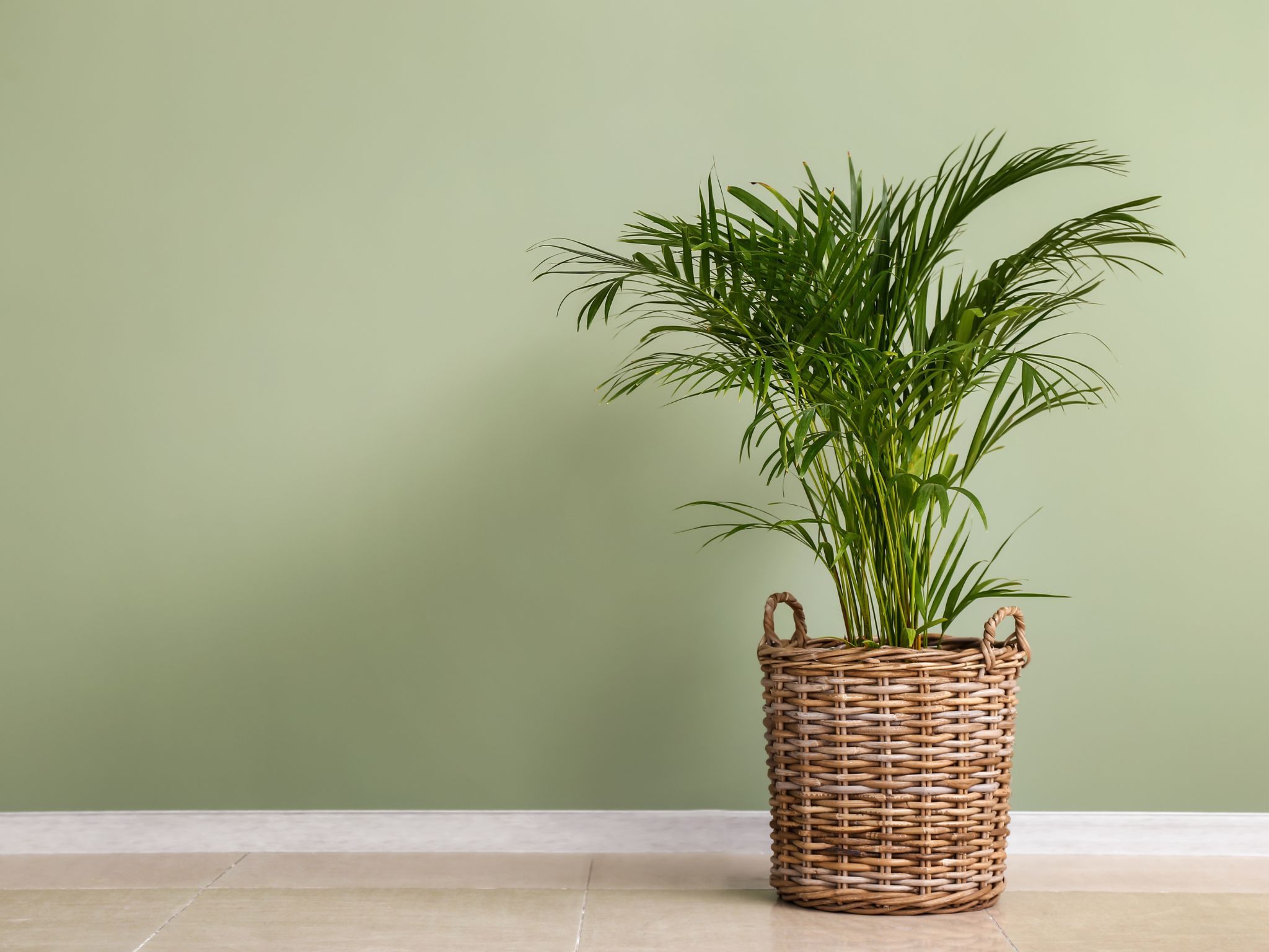 φυτά-εσωτερικού χώρου-για-εξαφανίζουν-σκόνη-και-υγρασία- φυτά-εσωτερικού χώρου-για-εξαφανίζουν-σκόνη-και-υγρασία-