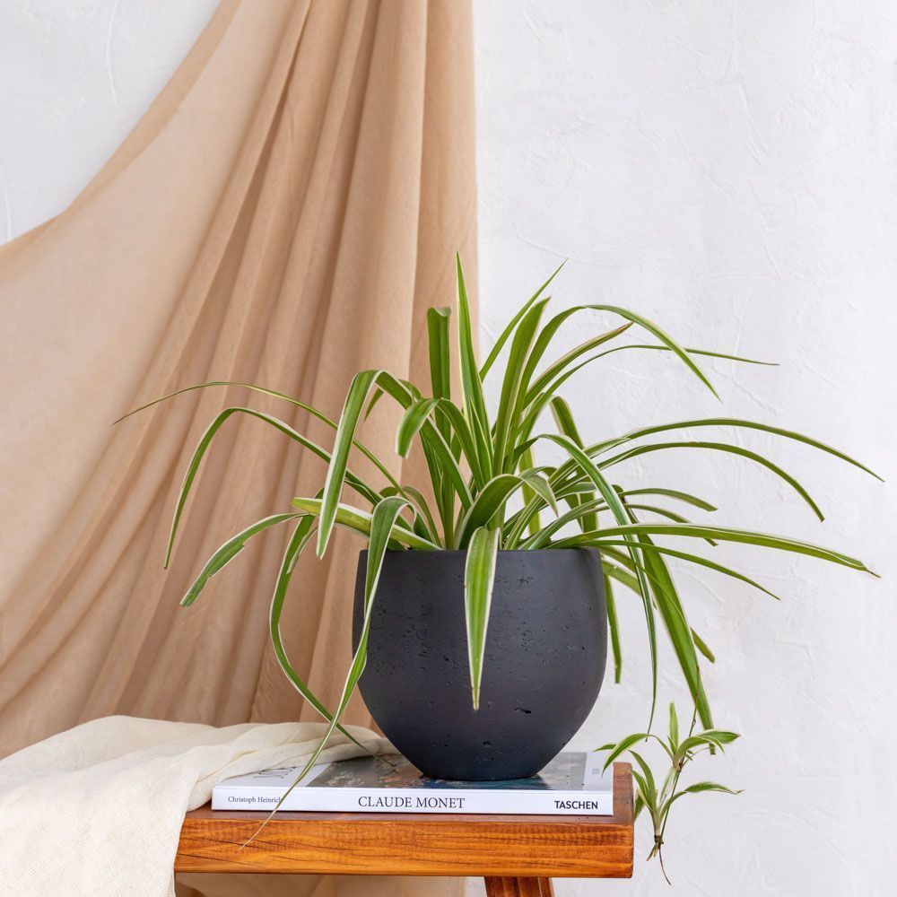 φυτά-εσωτερικού χώρου-για-εξαφανίζουν-σκόνη-και-υγρασία- φυτά-εσωτερικού χώρου-για-εξαφανίζουν-σκόνη-και-υγρασία-