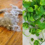 φυτά-εσωτερικού χώρου-για-εξαφανίζουν-σκόνη-και-υγρασία-