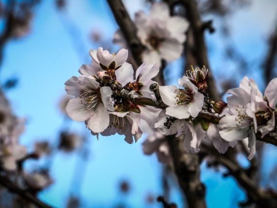 Εαρινή Ισημερία 2025: Πότε αρχίζει να μεγαλώνει η μέρα