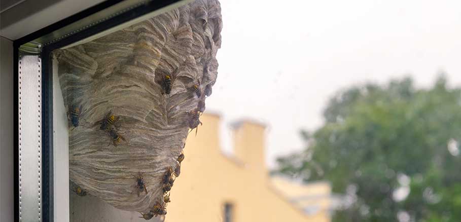 σφηκοφωλιές-στο-σπίτι-σφήκες-πως-να-απαλλαγούμε-