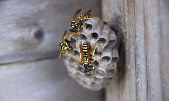 Σφηκοφωλιές έξω και μέσα από το σπίτι – Πώς να απαλλαγείς και τρόποι να κρατήσεις τις σφήκες μακριά