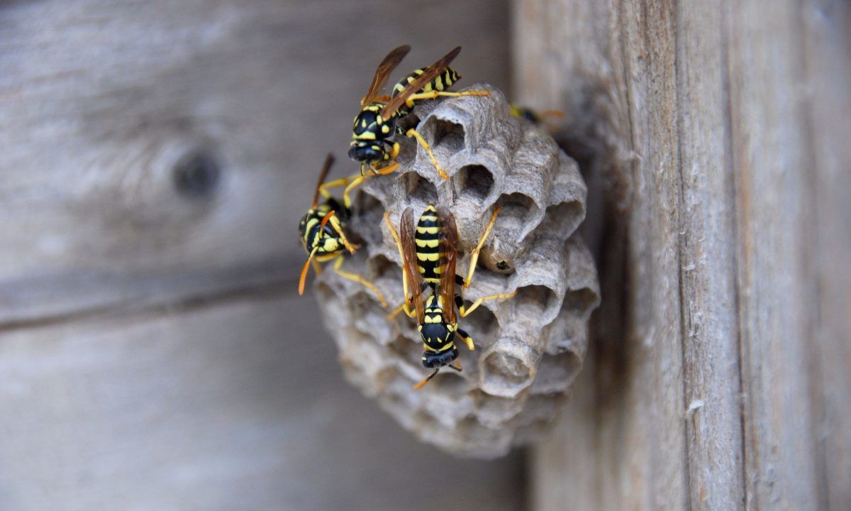 σφηκοφωλιές-στο-σπίτι-σφήκες-πως-να-απαλλαγούμε-