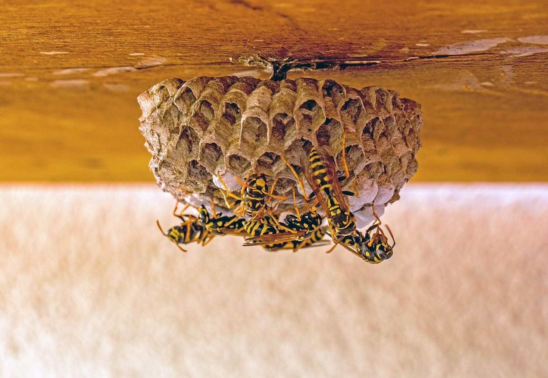 σφηκοφωλιές-στο-σπίτι-σφήκες-πως-να-απαλλαγούμε-