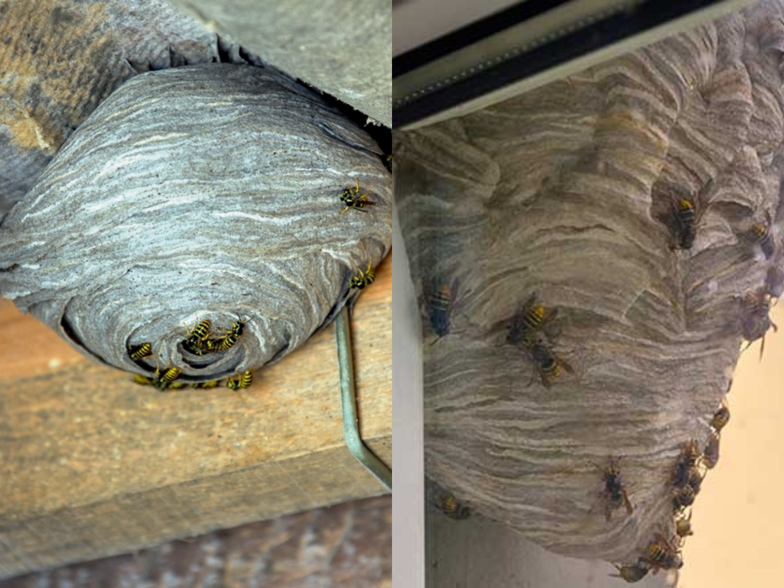 σφηκοφωλιές-στο-σπίτι-σφήκες-πως-να-απαλλαγούμε-