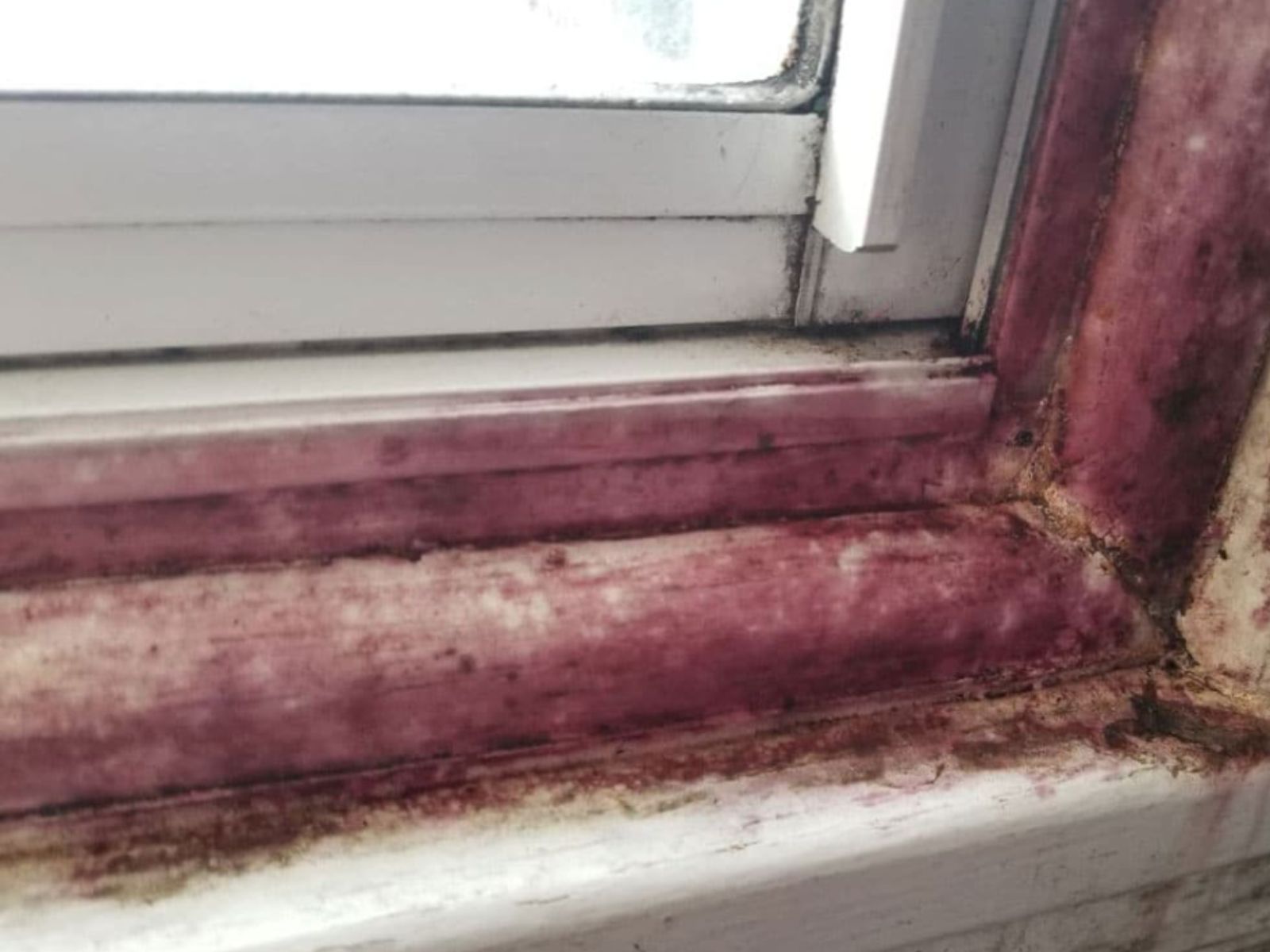 Ροζ-μούχλα-