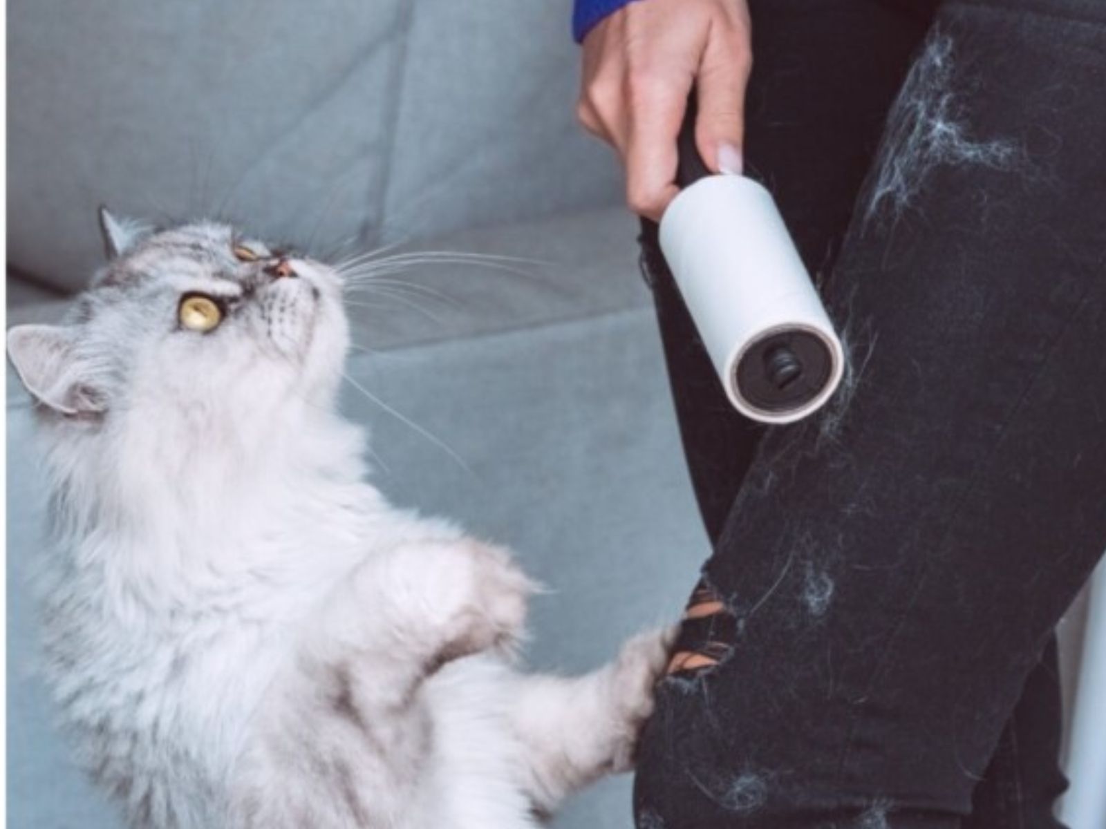 Το απόλυτο κόλπο του TikTok για να αφαιρέσουμε τις τρίχες των κατοικιδιών από τα ρούχα μας