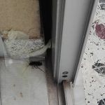 Μαζί με την Άνοιξη επιστρέφουν και οι κατσαρίδες: