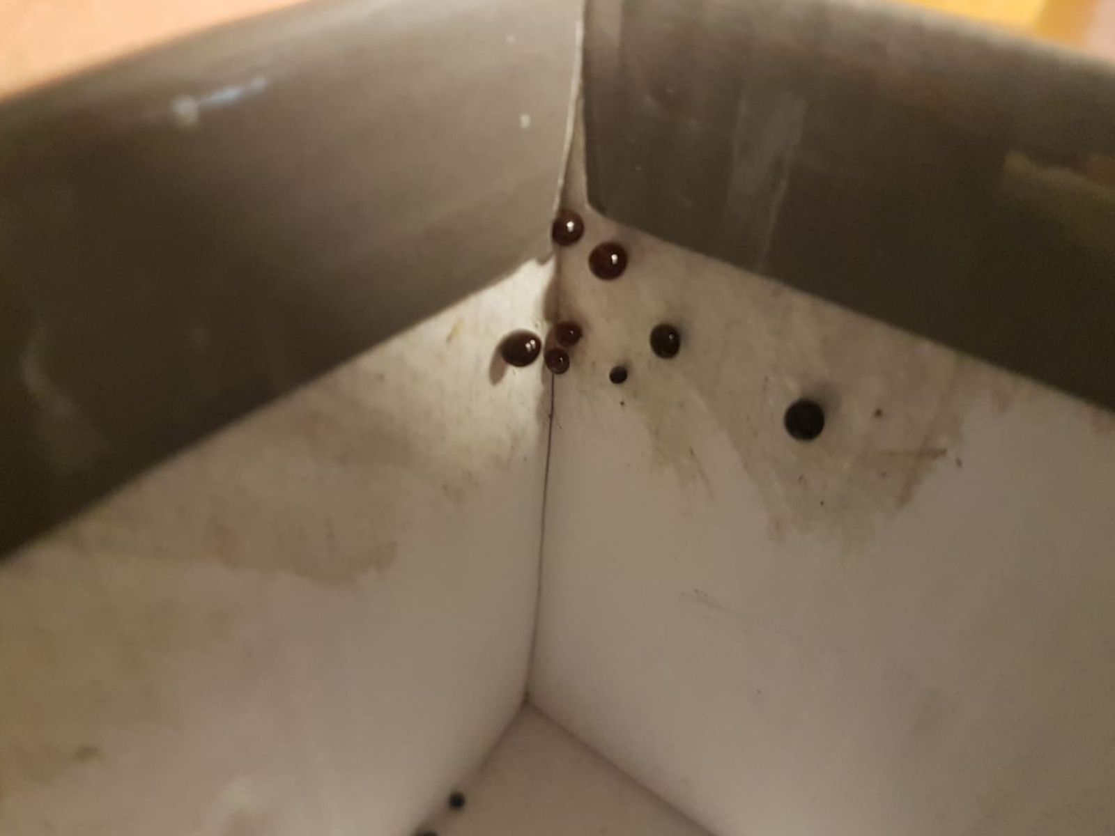 Αν δείτε αυτό μέσα στο σπίτι σας μπορεί να χρειάζεστε άμεσα απολύμανση