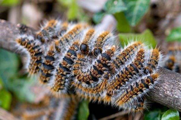 δερματίτιδα-από-κάμπιες-αντιμετώπιση-συμπτώματα- δερματίτιδα-από-κάμπιες-αντιμετώπιση-συμπτώματα-