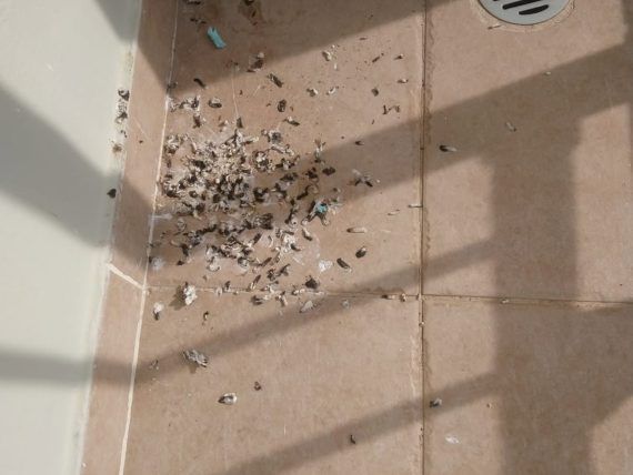 Ξεραμένες κουτσουλιές στο μπαλκόνι: Το ιδανικό κόλπο για να φύγουν στο λεπτό