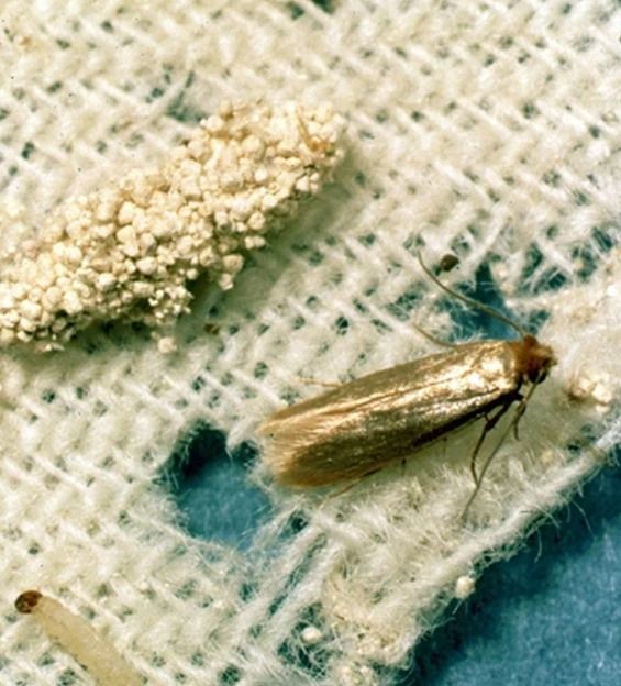 Βρήκατε αυγά σκοροπεταλούδας κολλημένα στα απλωμένα ρούχα σας; Εξαφανίστε τα οριστικά με αυτούς τους φυσικούς τρόπους