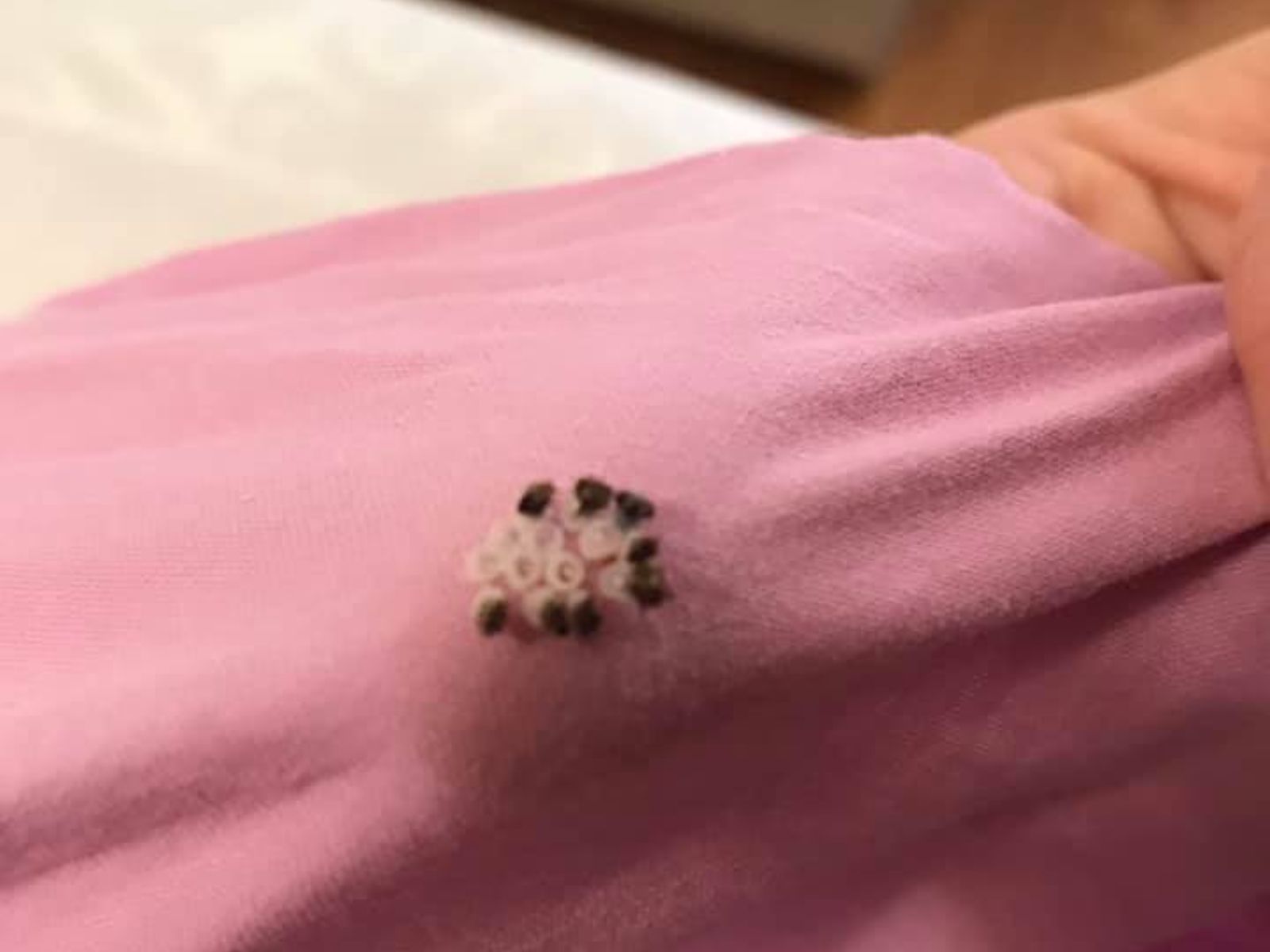 Βρήκατε αυγά σκοροπεταλούδας κολλημένα στα απλωμένα ρούχα σας; Εξαφανίστε τα οριστικά με αυτούς τους φυσικούς τρόπους