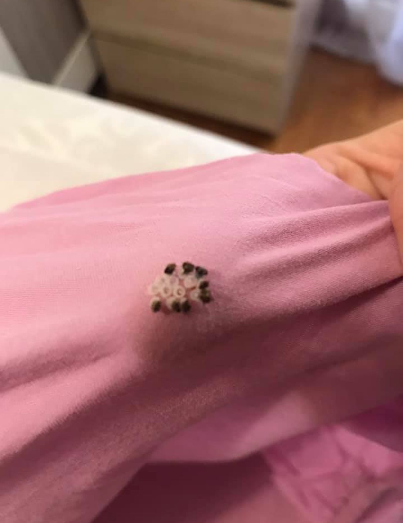 Βρήκατε αυγά σκοροπεταλούδας κολλημένα στα απλωμένα ρούχα σας; Εξαφανίστε τα οριστικά με αυτούς τους φυσικούς τρόπους