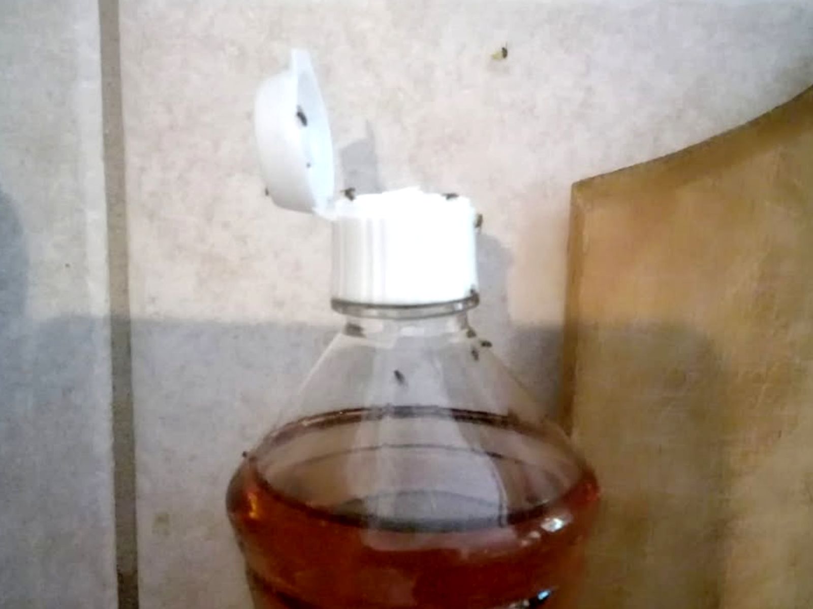 Μυγάκια-μπεκρήδες στη κουζίνα: Το σπιτικό κόλπο που τα εξαφανίζει άμεσα