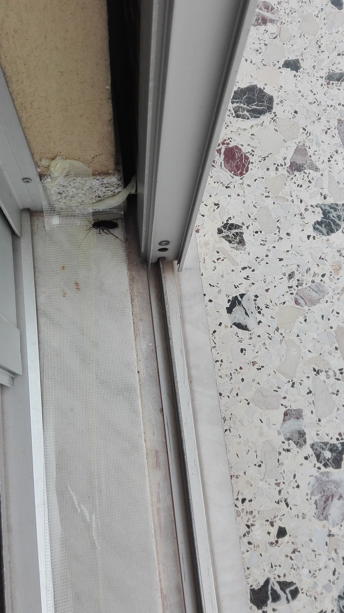 Μαζί με την Άνοιξη επιστρέφουν και οι κατσαρίδες: Κανέ το κόλπο με την Ταινία διπλής όψεως και καθάρισες