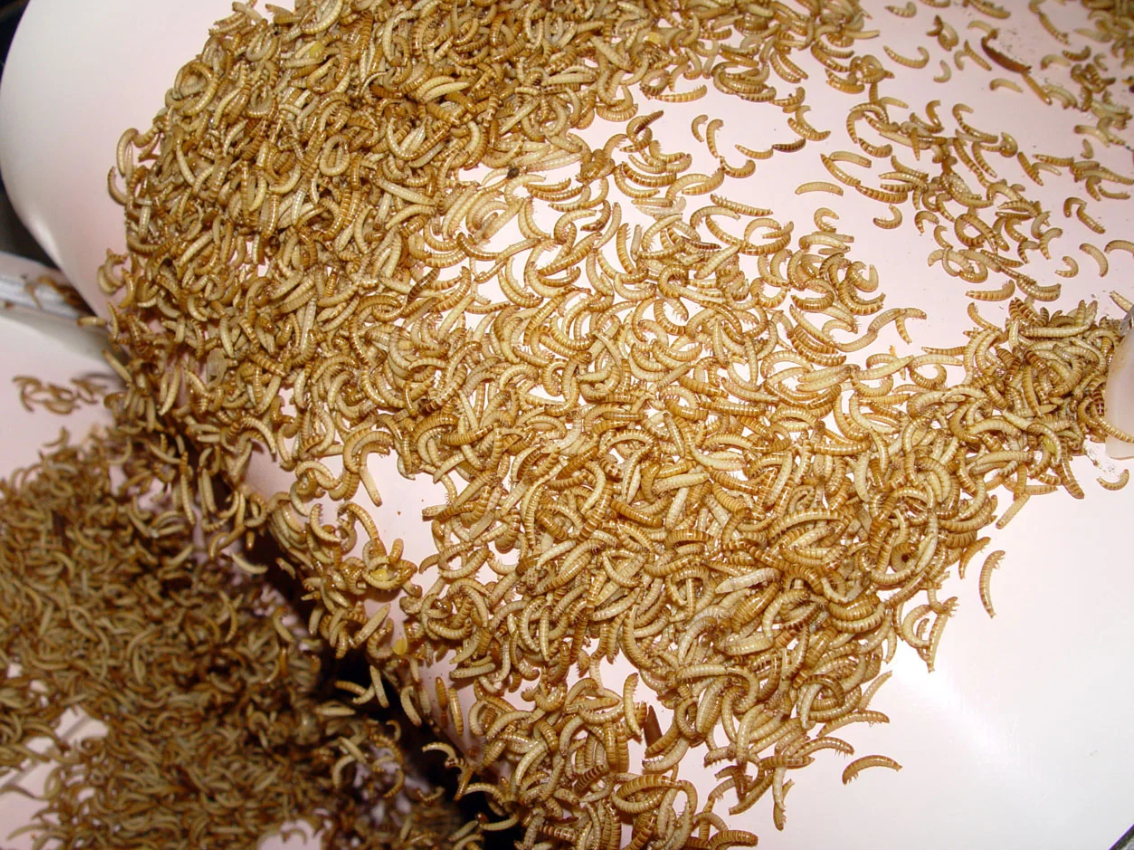 Η σκόνη σκουληκιών είναι η νέα τάση για βιώσιμη πρωτεΐνη – Τα τρόφιμα που ήδη την περιέχουν εν αγνοία μας