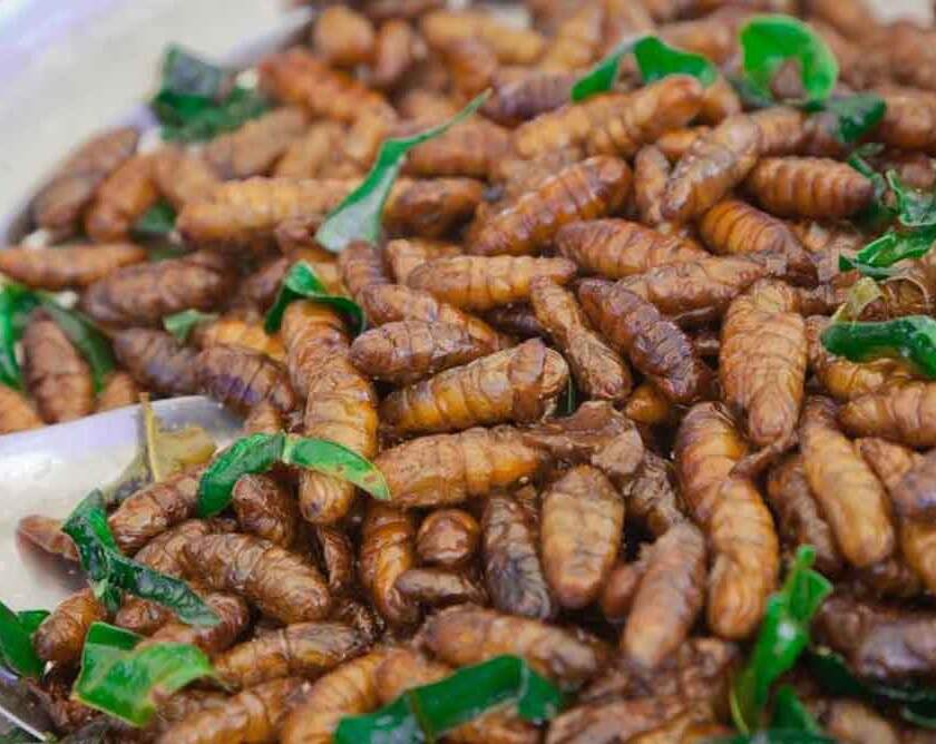 Η σκόνη σκουληκιών είναι η νέα τάση για βιώσιμη πρωτεΐνη – Τα τρόφιμα που ήδη την περιέχουν εν αγνοία μας