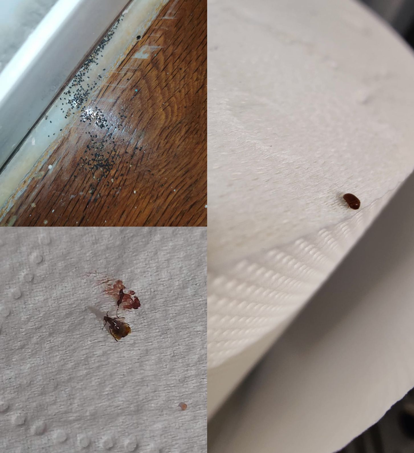 Αυτά είναι τα ανατριχιαστικά έντομα που κρύβονται στο κρεβάτι μας- Απαλλαγείτε γρήγορα και χωρίς κόπο