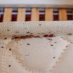 Αυτά είναι τα ανατριχιαστικά έντομα που κρύβονται στο κρεβάτι μας- Απαλλαγείτε γρήγορα και χωρίς κόπο