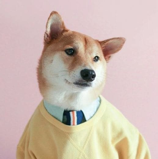 Δουλεύει σαν το σκυλί: Τί σημαίνει η φράση και οι ρίζες της από την αρχαία Ελλάδα