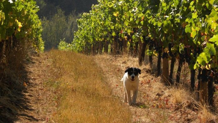 Δουλεύει σαν το σκυλί: Τί σημαίνει η φράση και οι ρίζες της από την αρχαία Ελλάδα