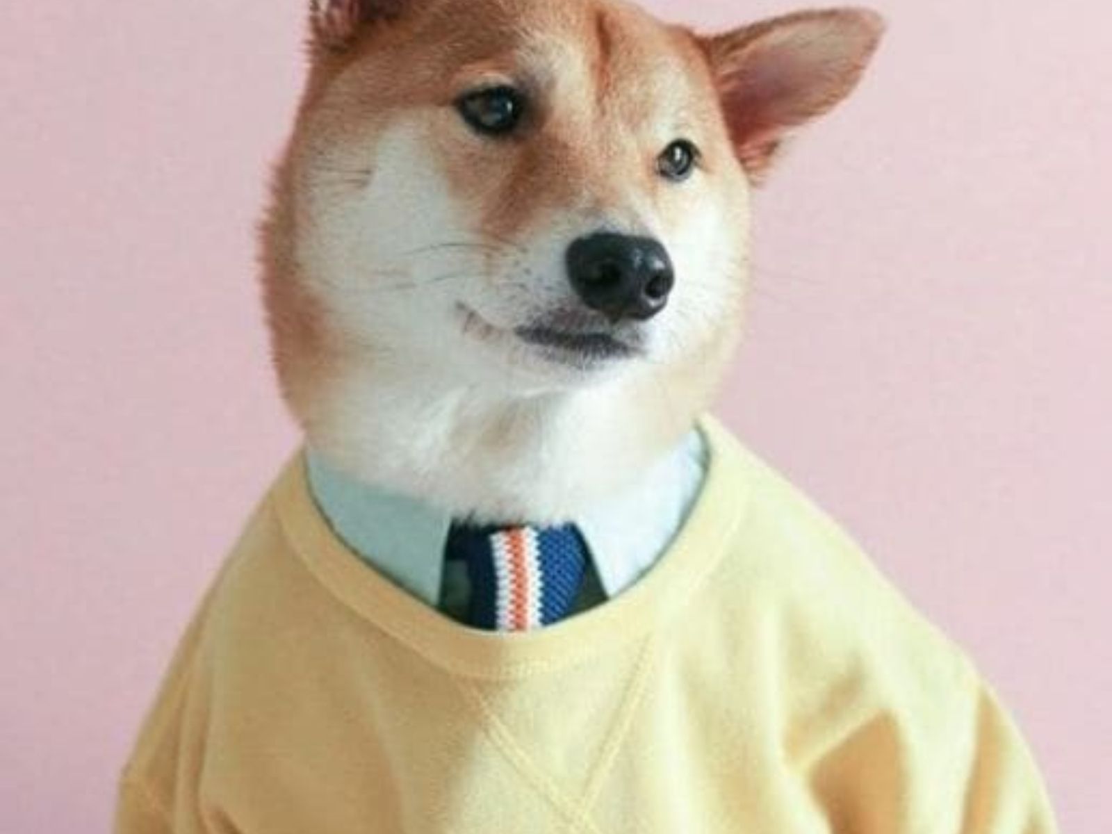 Δουλεύει σαν το σκυλί: Τί σημαίνει η φράση και οι ρίζες της από την αρχαία Ελλάδα