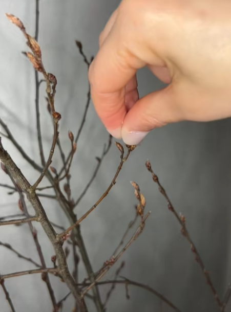 Φέρε την Άνοιξη στο σπίτι φτιάχνοντας DIY φυτό εσωτερικού χώρου με κλαδιά και λιωμένο κερί