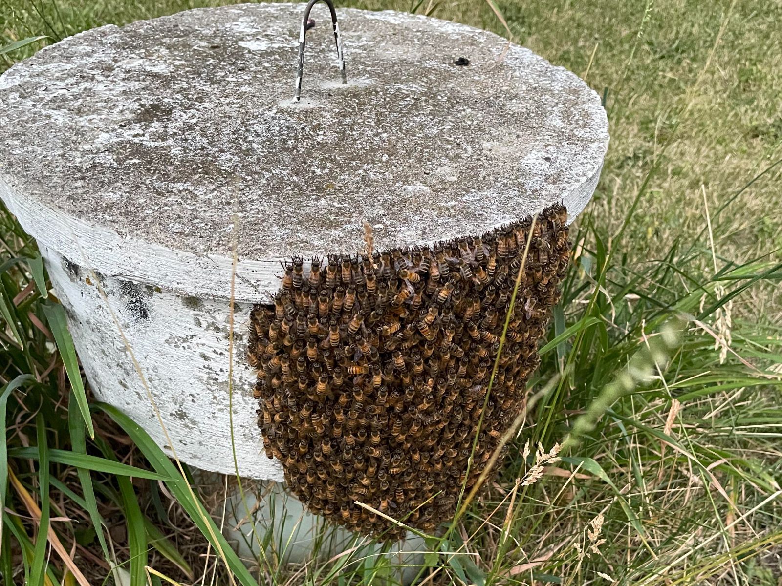 Μέλισσες και σφήκες στο σπίτι την Άνοιξη: Το σπιτικό κόλπο χωρίς χημικά που θα τις διώξει στο λεπτό