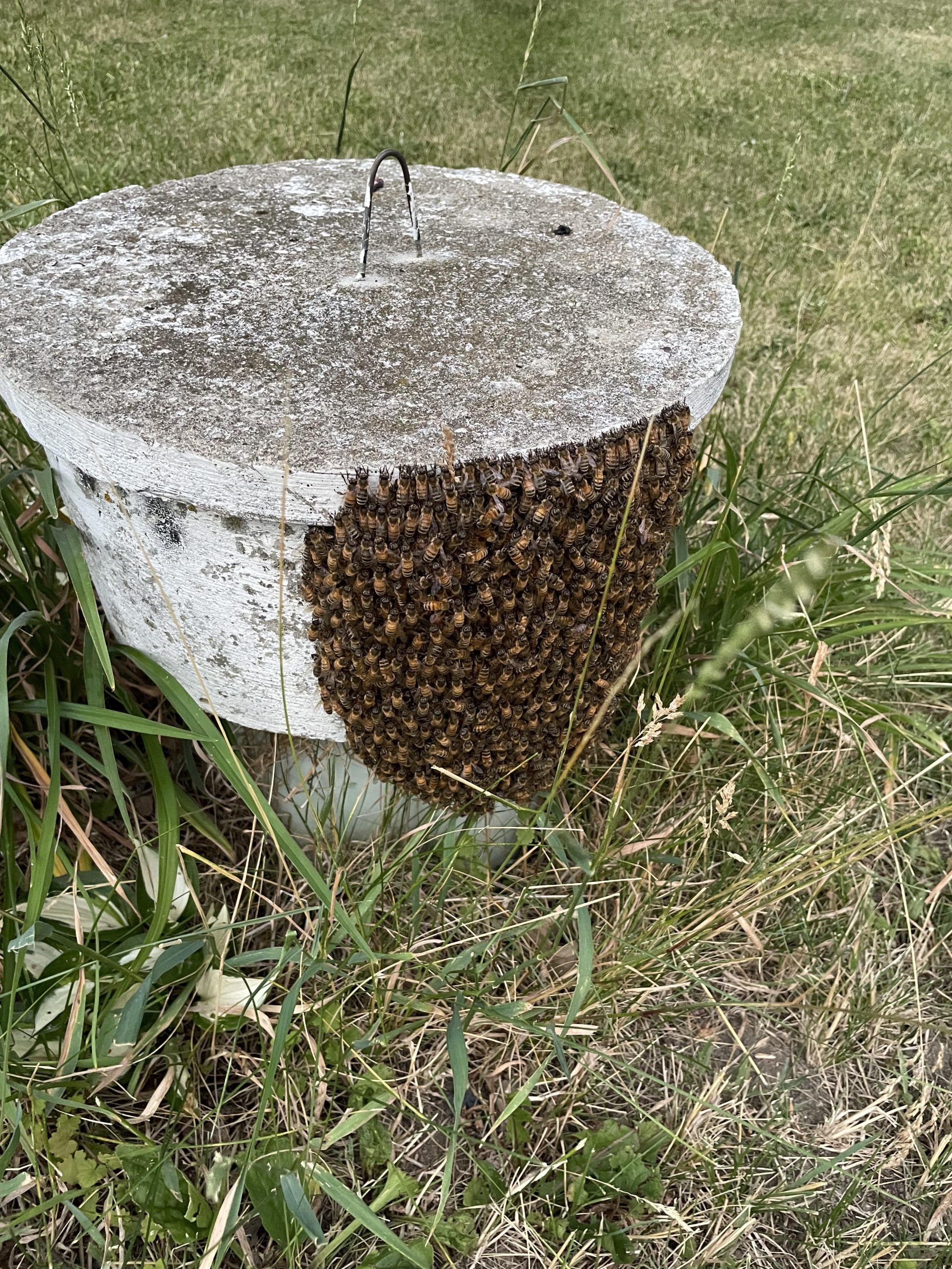 Μέλισσες και σφήκες στο σπίτι την Άνοιξη: Το σπιτικό κόλπο χωρίς χημικά που θα τις διώξει στο λεπτό