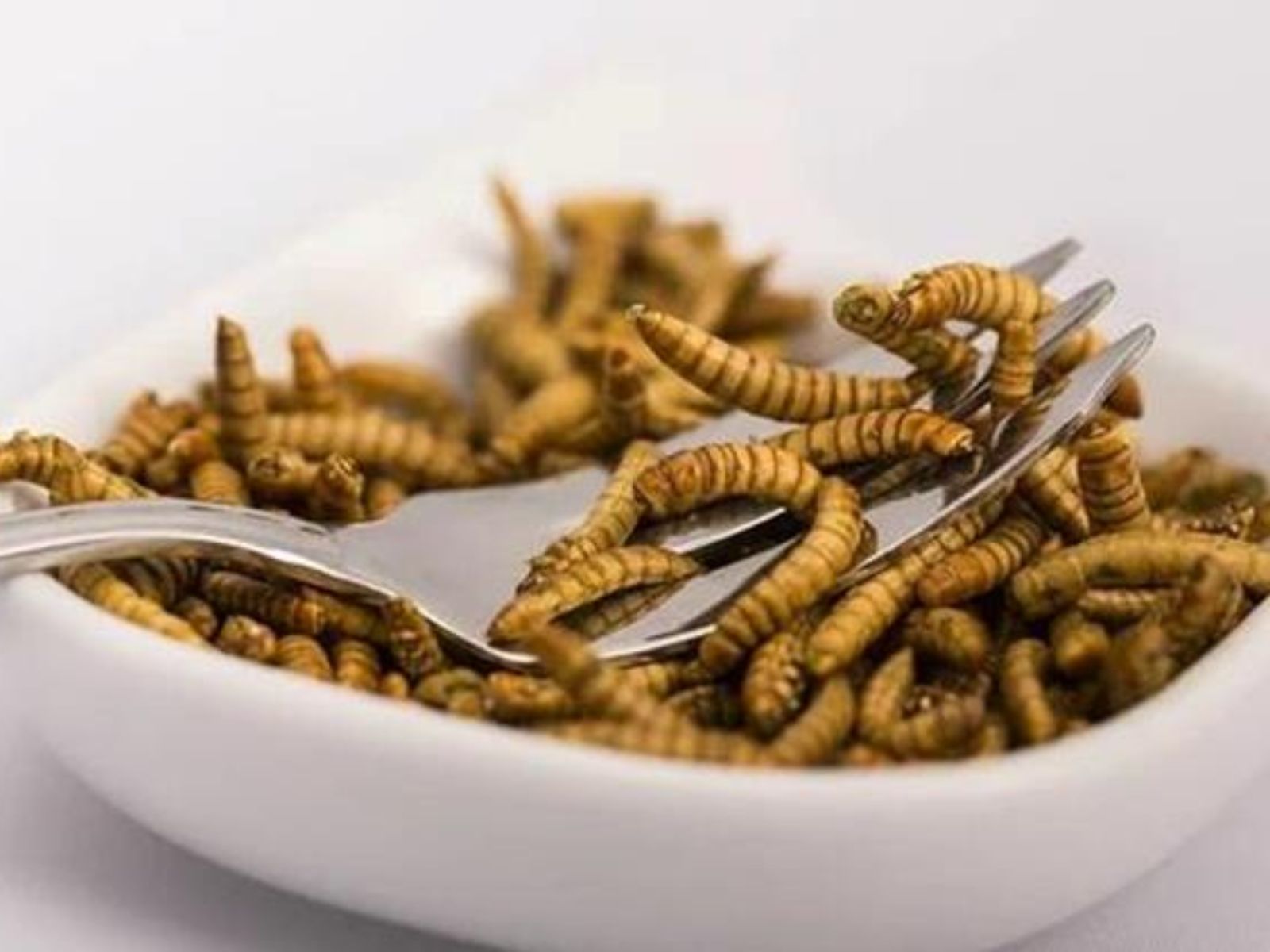 Καθημερινά τρώμε ζυμαρικά, τυρί και σοκολάτα με υπολείμματα κατσαρίδας- “Είναι προτιμότερο από τα φυτοφάρμακα”, τονίζουν οι επιστήμονες