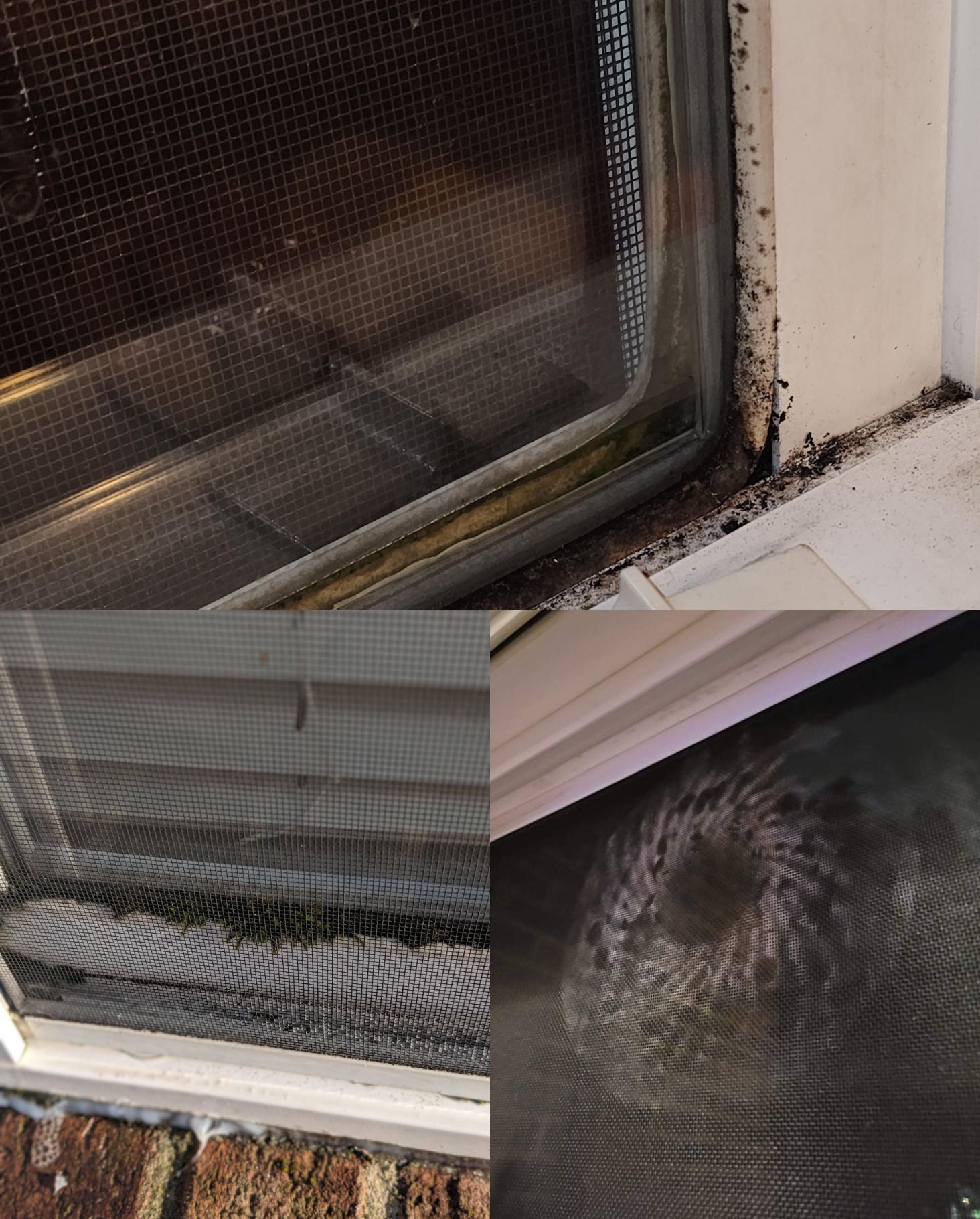 Πως να καθαρίσεις τις σίτες από μούχλα, κολλημένα μυγάκια και σκόνη