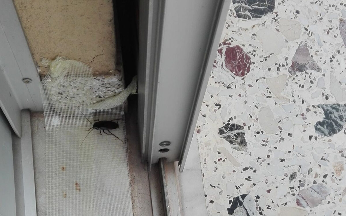 Μαζί με την Άνοιξη επιστρέφουν και οι κατσαρίδες: Κανέ το κόλπο με την Ταινία διπλής όψεως και καθάρισες