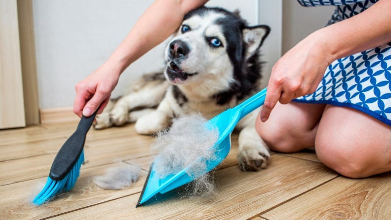 Τρίχες από κατοικίδια σε καναπέδες, πολυθρόνες, καλύμματα και πάτωμα – Όλα τα έξυπνα tips να απαλλαγείς ανέξοδα