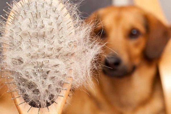 Τρίχες από κατοικίδια σε καναπέδες, πολυθρόνες, καλύμματα και πάτωμα – Όλα τα έξυπνα tips να απαλλαγείς ανέξοδα