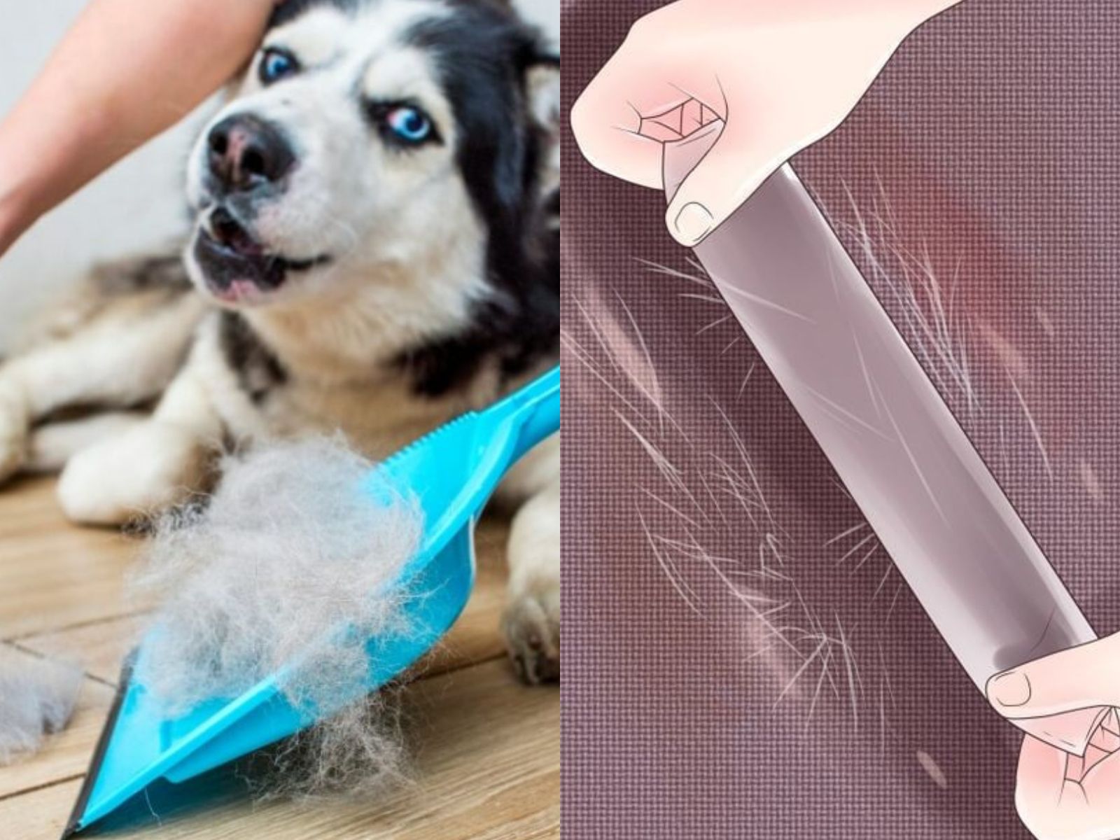 Τρίχες από κατοικίδια σε καναπέδες, πολυθρόνες, καλύμματα και πάτωμα – Όλα τα έξυπνα tips να απαλλαγείς ανέξοδα