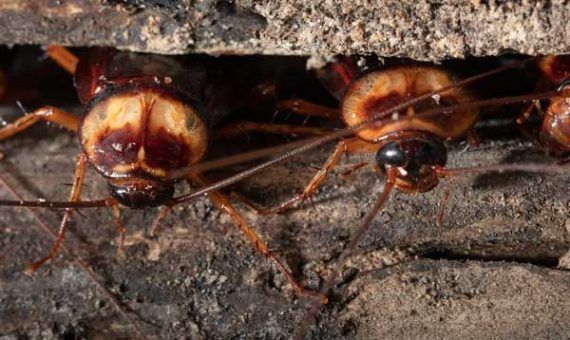 Δεν κρύβονται μόνο στη κουζίνα – Τα 5 απίστευτα μέρη του σπιτιού που κάνουν φωλιά οι κατσαρίδες