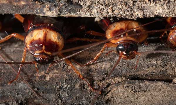 Δεν κρύβονται μόνο στη κουζίνα – Τα 5 απίστευτα μέρη του σπιτιού που κάνουν φωλιά οι κατσαρίδες