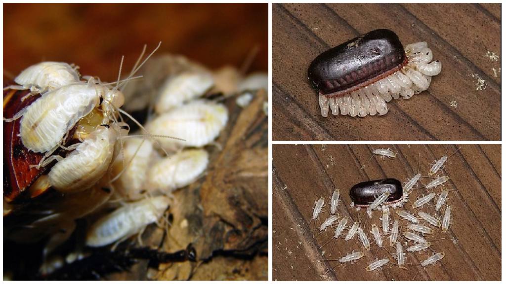 Δεν κρύβονται μόνο στη κουζίνα – Τα 5 απίστευτα μέρη του σπιτιού που κάνουν φωλιά οι κατσαρίδες